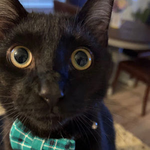 Meet your Posher, Caroline